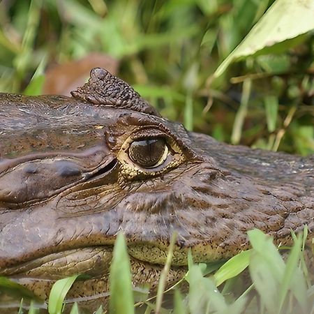 Guacimo Lodge El Castillo de La Concepción 外观 照片